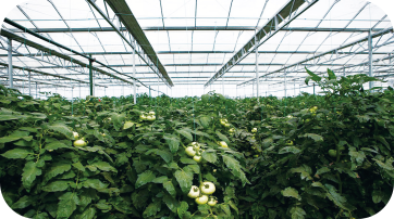 greenhouse